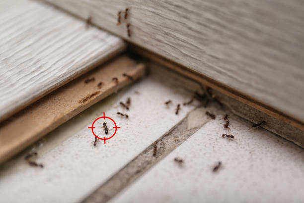 Best Pest Inspection Near Me  in Overton, TX