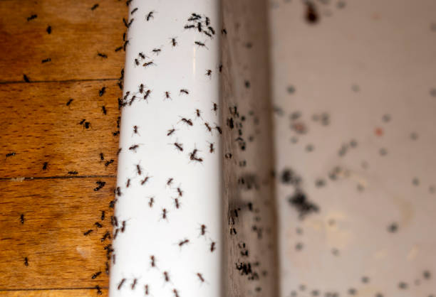 Spider Control Near Me in Overton, TX