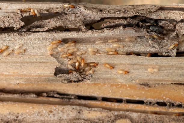 Best Exterminator Services  in Overton, TX