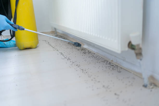 Best Mosquito Control Services  in Overton, TX